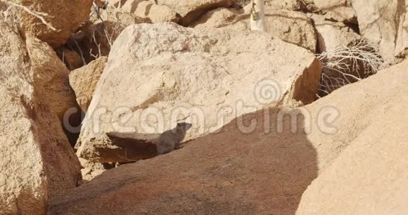可爱的岩石圣像坐在岩石上开始奔跑Erongo纳米比亚4k视频的预览图