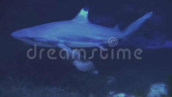 鲸鲨鱼鼻齿状背鳍受损靠近一条鱼游泳参观鱼缸双鱼座游泳视频的预览图