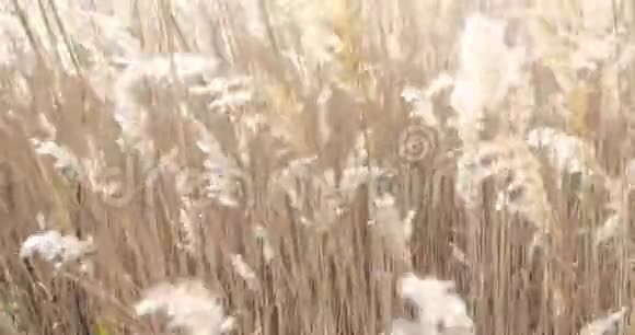 塞浦路斯拉纳卡盐湖特写芦苇在风中摇曳自然背景视频的预览图