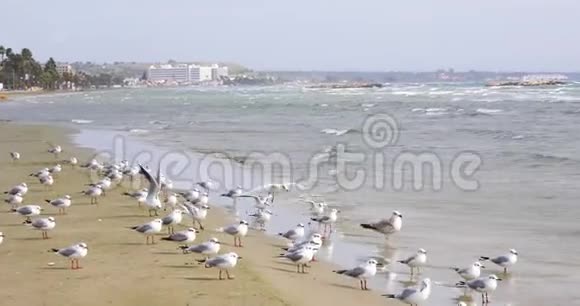 在多风天气下一群海鸥坐在沙滩上塞浦路斯拉纳卡海滩视频的预览图