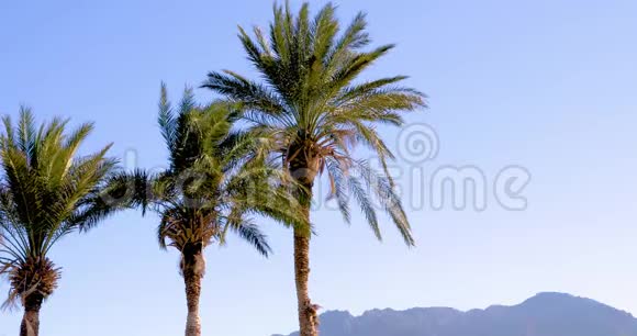 一组三棵美丽的数据棕榈树叶子随风飘扬蓝天和凯里尼亚山脉视频的预览图
