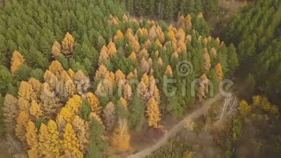 秋天多彩林的空中镜头黄绿树视频的预览图