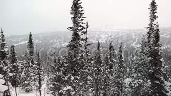 白雪皑皑的高山带着针叶的落叶树在多云的天空下覆盖着雪冬季多云天气视频的预览图