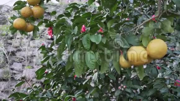 花园里的柑橘树视频的预览图