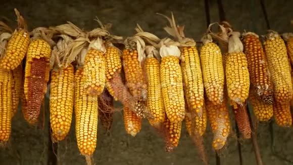 玉米干芯挂穗玉米成熟成熟新鲜植物农业田玉米粒挂旱干农场视频的预览图