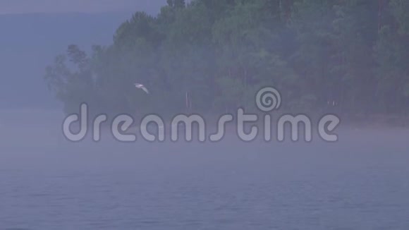 晴朗多雾的早晨过江雾在阳光下孤独的海鸥飞翔视频的预览图