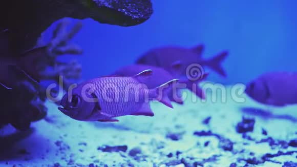 在一个美丽的珊瑚礁里教品贾洛斯纳普靠近一条鱼游泳参观鱼缸双鱼座游泳视频的预览图