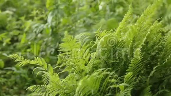 郁郁葱葱的绿色蕨类植物视频的预览图