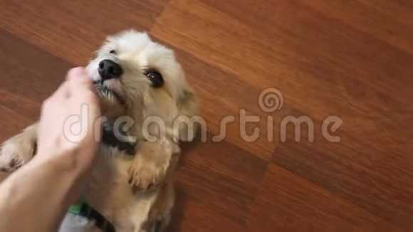 宠物可爱的混血马耳他约克犬2020年视频的预览图