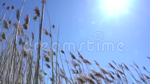 在风和阳光下稻草视频的预览图