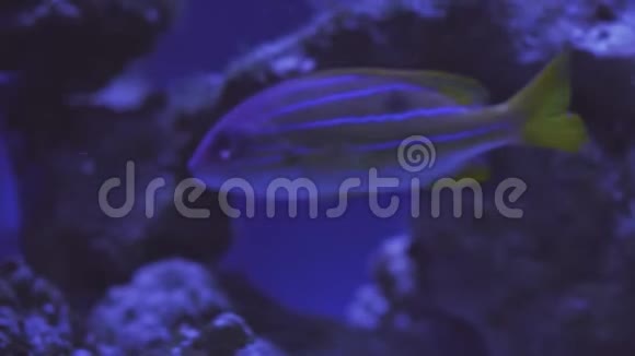 水族馆里的异国热带铁饼鱼靠近一条鱼游泳参观鱼缸双鱼在水族馆里游泳视频的预览图