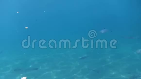 带鱼的沙质海底视频的预览图