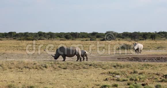 博茨瓦纳白犀牛非洲野生动物视频的预览图