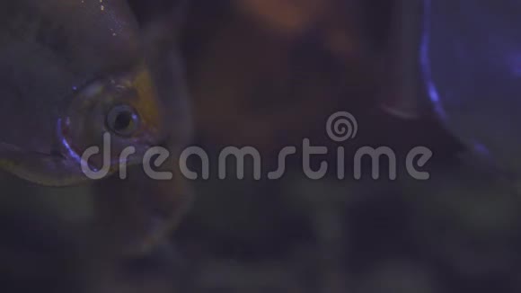 黑帕库漂浮在水族馆里靠近一条鱼游泳参观鱼缸双鱼在水族馆里游泳A视频的预览图
