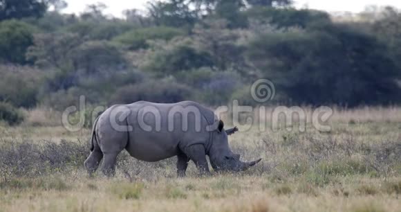 博茨瓦纳白犀牛非洲野生动物视频的预览图