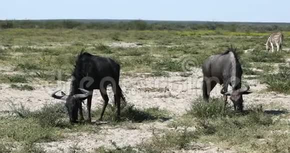 纳米比亚非洲野生动物狩猎协会视频的预览图
