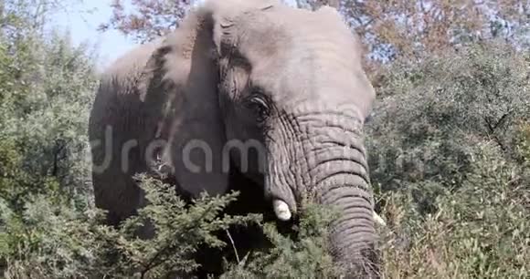 南非Pilanesberg野生动物狩猎区的大象视频的预览图