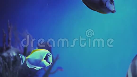 奥朗日山独角兽游泳纳索小鱼靠近一条鱼游泳参观鱼缸双鱼在游泳视频的预览图