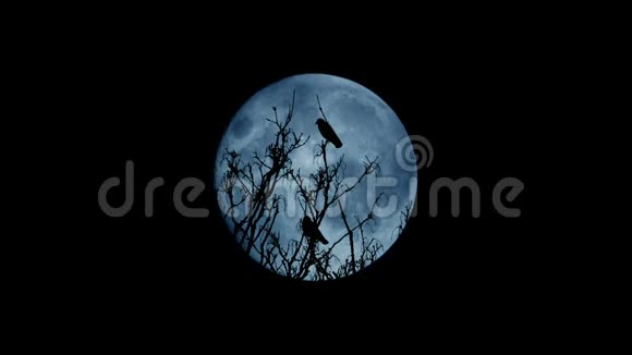 鸟儿在夜晚从树顶飞过视频的预览图