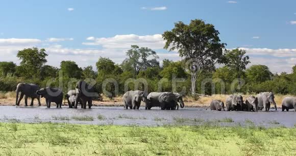非洲水洞大象非洲野生动物视频的预览图