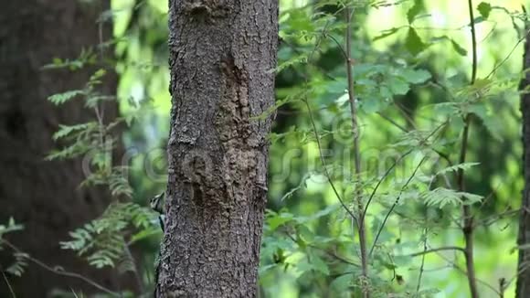 大斑点啄木鸟主要从树干后面窥视视频的预览图