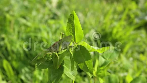 蚱蜢大绿灌木蟋蟀雄在三叶草上视频的预览图