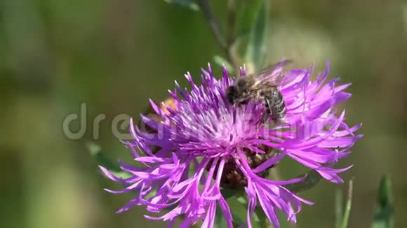 蜜蜂在一朵鲜艳的紫色花朵上采集花蜜特写棕花宏镜头视频的预览图