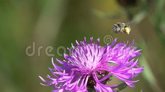 野生单生蜜蜂采花蜜和花粉慢动作视频的预览图