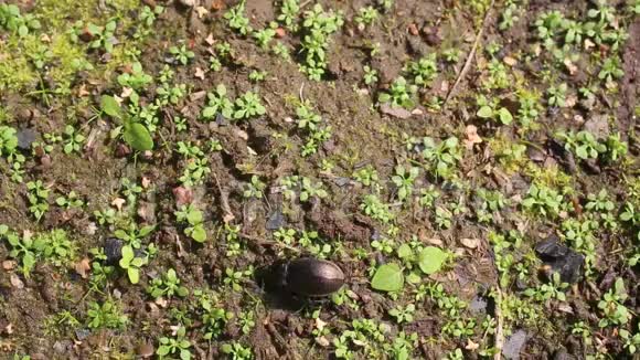 在绿色小芽的背景下地甲虫在地上奔跑视频的预览图