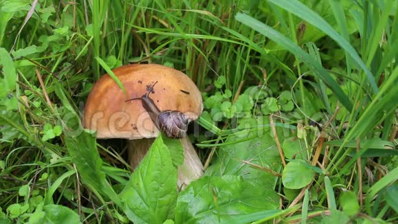 蜗牛在蘑菇帽上慢慢地爬行竹篙蘑菇或牛肝菌视频的预览图