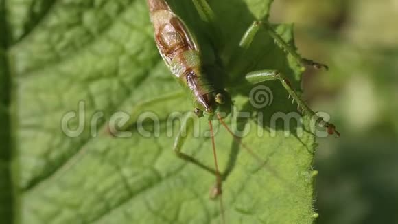 蚱蜢大绿灌木蟋蟀雄坐在绿叶上特写视频的预览图