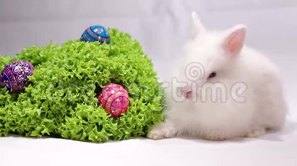 兔子配生菜和复活节彩蛋视频的预览图