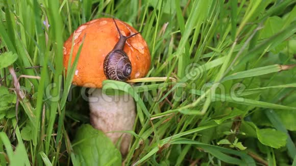 蜗牛在蘑菇帽上慢慢地爬行红帽砧木砧木视频的预览图