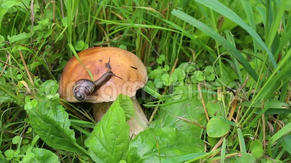 蜗牛在蘑菇帽上慢慢地爬行竹篙蘑菇或牛肝菌视频的预览图