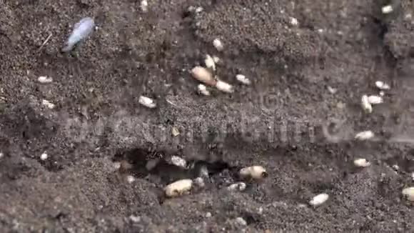 蚂蚁窝里的麻烦蚂蚁把它们的蛋藏在安全的地方视频的预览图
