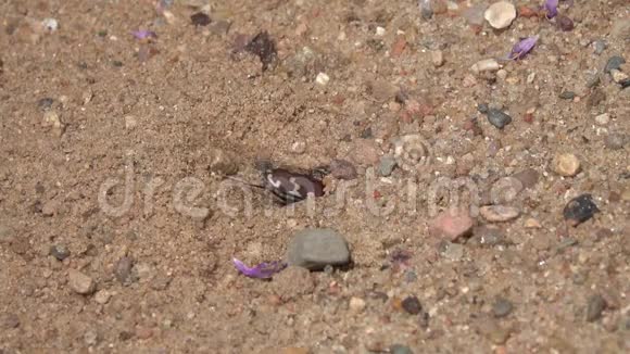 雌北沙丘虎甲虫Cicindela杂种水貂慢动作视频的预览图
