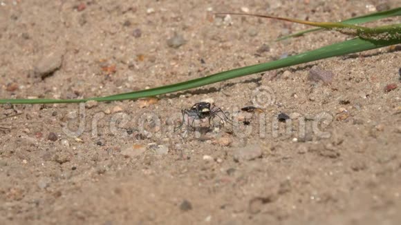 北方沙丘虎蜂Cicindela杂种正在用可怕的下巴咀嚼某人令人毛骨悚然的甲虫下颌咀嚼食物视频的预览图