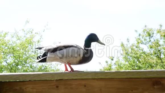 一只野鸭喜欢呆在篱笆上视频的预览图