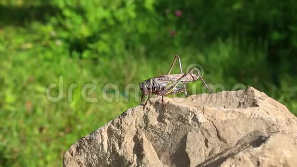 蚱蜢大绿灌木蟋蟀雄在石头上视频的预览图