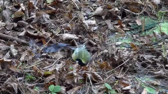 在秋天鸟大山雀通过干枯的落叶大挖掘寻找食物视频的预览图
