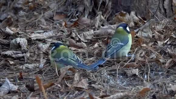 小鸟们伟大的鹦鹉专业深秋两只山雀在地上落叶中寻找食物视频的预览图