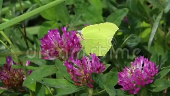 蝴蝶常见的硫磺落在三叶草花上视频的预览图