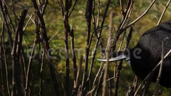 春季果树和灌木的剪枝视频的预览图