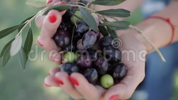 成熟的黑绿色橄榄和叶子女人的手掌视频的预览图