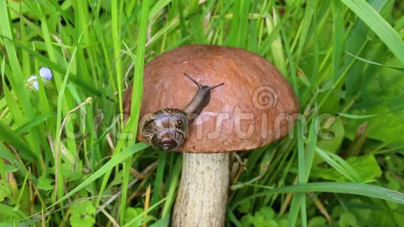 蜗牛在蘑菇帽上慢慢地爬行粗茎的博莱特蘑菇或鳞茎或桦木博莱特盲菇视频的预览图
