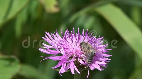 蜜蜂在一朵鲜艳的紫色花朵上采集花蜜特写慢动作视频棕花宏镜头视频的预览图