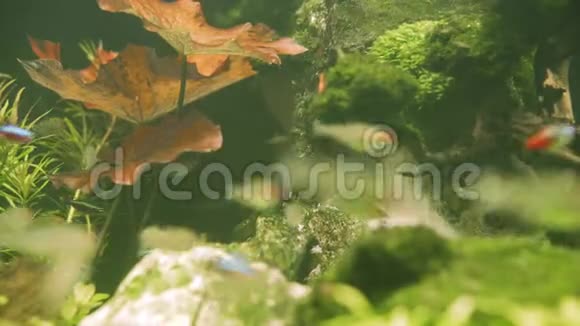 五颜六色的水族馆鱼在淡水鱼缸里游泳鱼鱼双鱼在游泳视频的预览图