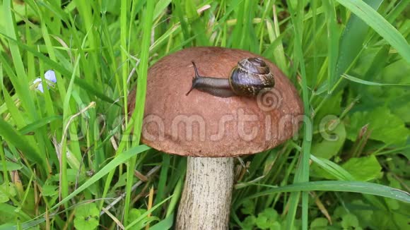 蜗牛在蘑菇帽上慢慢地爬行粗茎的博莱特蘑菇或鳞茎或桦木博莱特盲菇视频的预览图