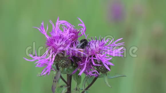 大黄蜂在一朵鲜艳的紫色花朵上采集花蜜特写棕花宏镜头视频的预览图
