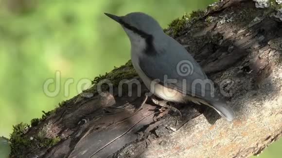 欧亚小鸟或木小鸟坐在树枝上挠头视频的预览图